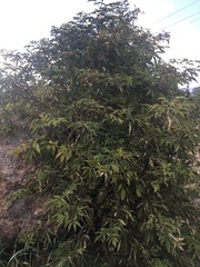 Sambucus racemosa