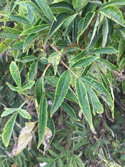 Sambucus racemosa