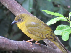 Orthogonys chloricterus