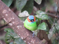 Tangara cyanocephala