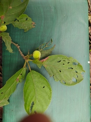 Guettarda macrosperma