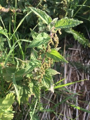 Urtica dioica