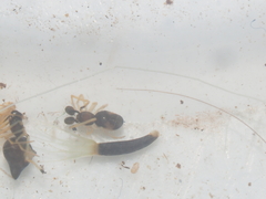 Coleosoma