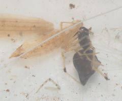 Coleosoma