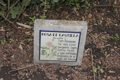 Rosa centifolia