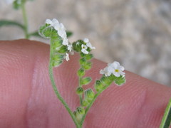 Cryptantha utahensis