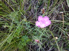 Dianthus caucaseus