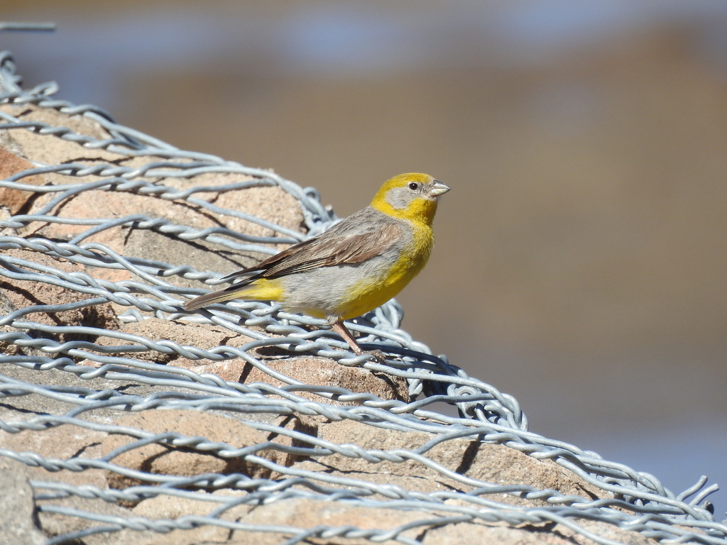 Bright-rumped Yellow-finch