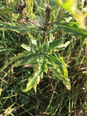 Cirsium arvense