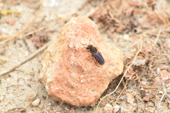 Rhodanthidium sticticum