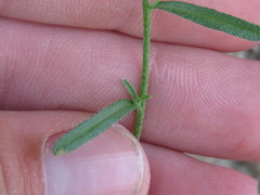 Cryptantha utahensis