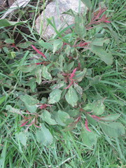 Magnoliopsida