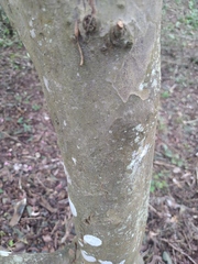 Guettarda macrosperma