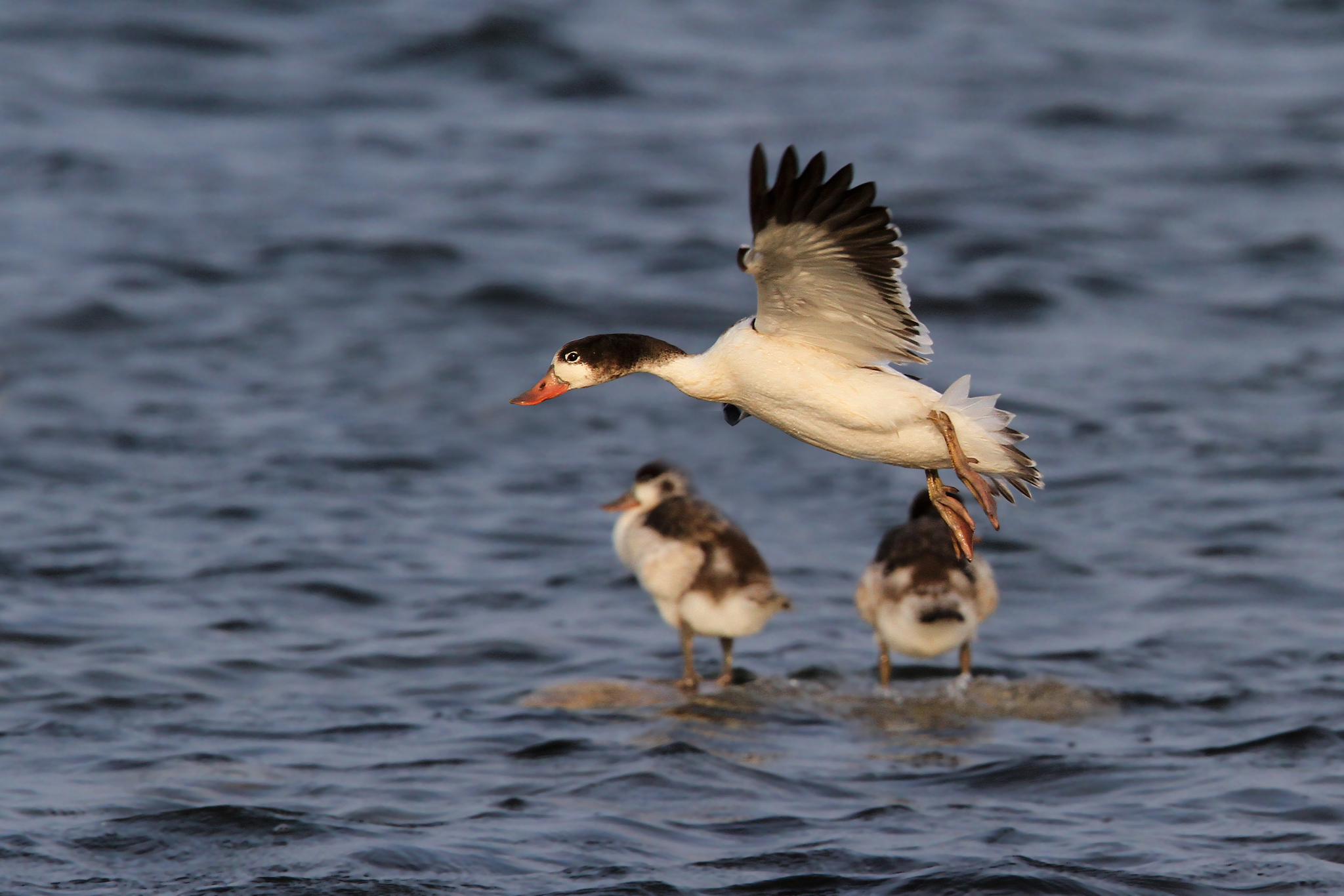 Common Shelduck