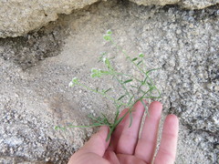 Cryptantha utahensis