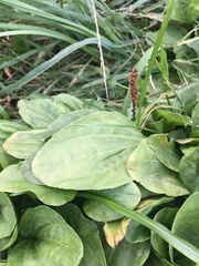 Plantago major