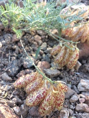 Astragalus whitneyi