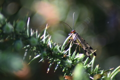 Panorpa meridionalis