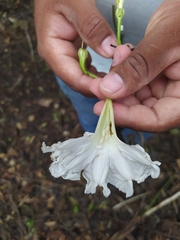 Ipomoea suaveolens