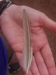 Alectoris rufa hispanica