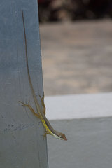 Anolis pulchellus
