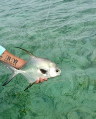 Trachinotus falcatus