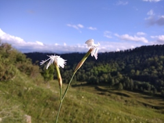 Dianthus awaricus