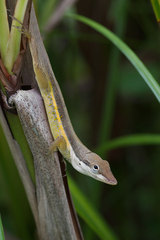Anolis pulchellus