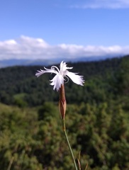 Dianthus awaricus