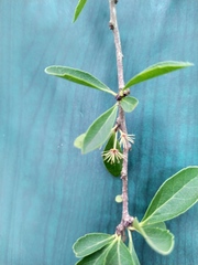 Xylosma cinerea