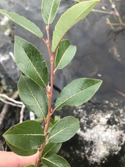 Salix phylicifolia