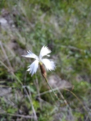 Dianthus awaricus