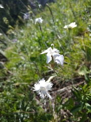 Dianthus awaricus