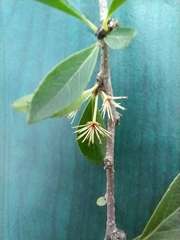 Xylosma cinerea