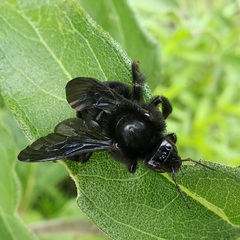 Bombus diligens