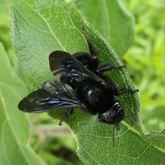 Bombus diligens