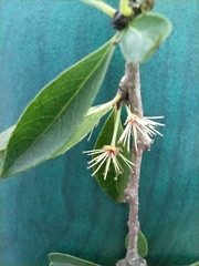 Xylosma cinerea
