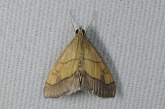 Evergestis limbata