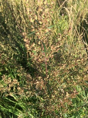 Artemisia vulgaris