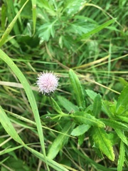 Cirsium arvense