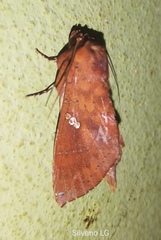 Hapigia simplex
