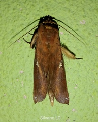 Hapigia simplex