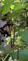 Sambucus racemosa melanocarpa