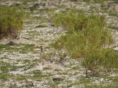 Oreopholus ruficollis