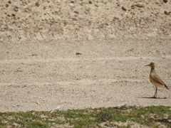 Oreopholus ruficollis