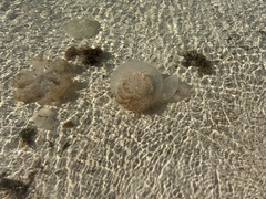 Rhizostomatoidea