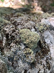 Cladonia strepsilis