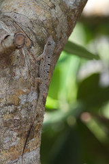 Anolis stratulus