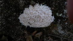 Fuligo cinerea
