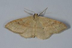 Idaea rubraria